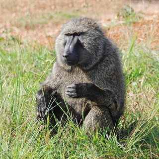 Murchison - Baboon